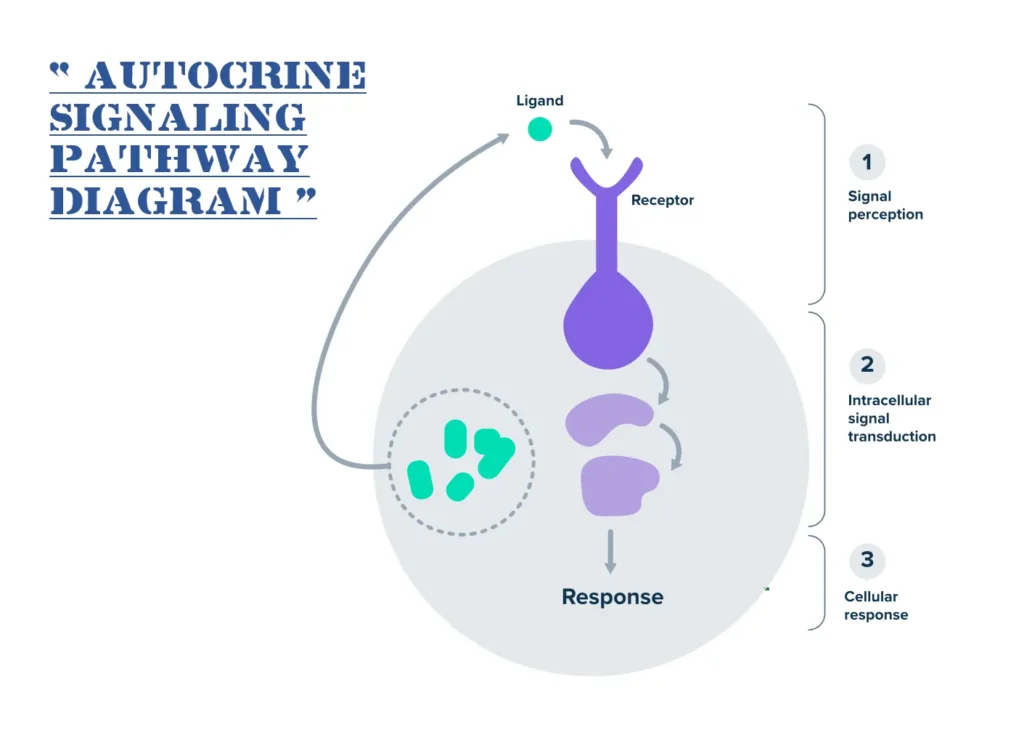 Autocrine Signaling Pathway Autocrine Signaling Pathway