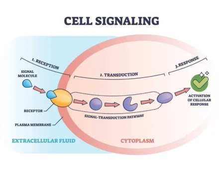What Is Cell Signaling? Structure, Types, and Functions Explained What Is Cell Signaling? Structure, Types, and Functions Explained