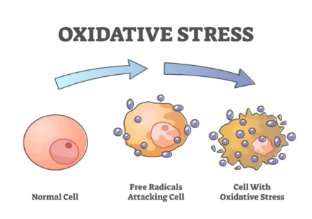 Cellular Representation of an Oxidative Stress
