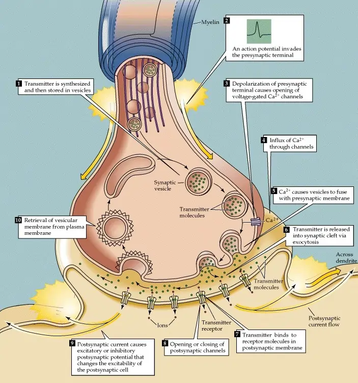 Chemical Synapses: The Predominant Form of Neural Communication Chemical Synapses: The Predominant Form of Neural Communication