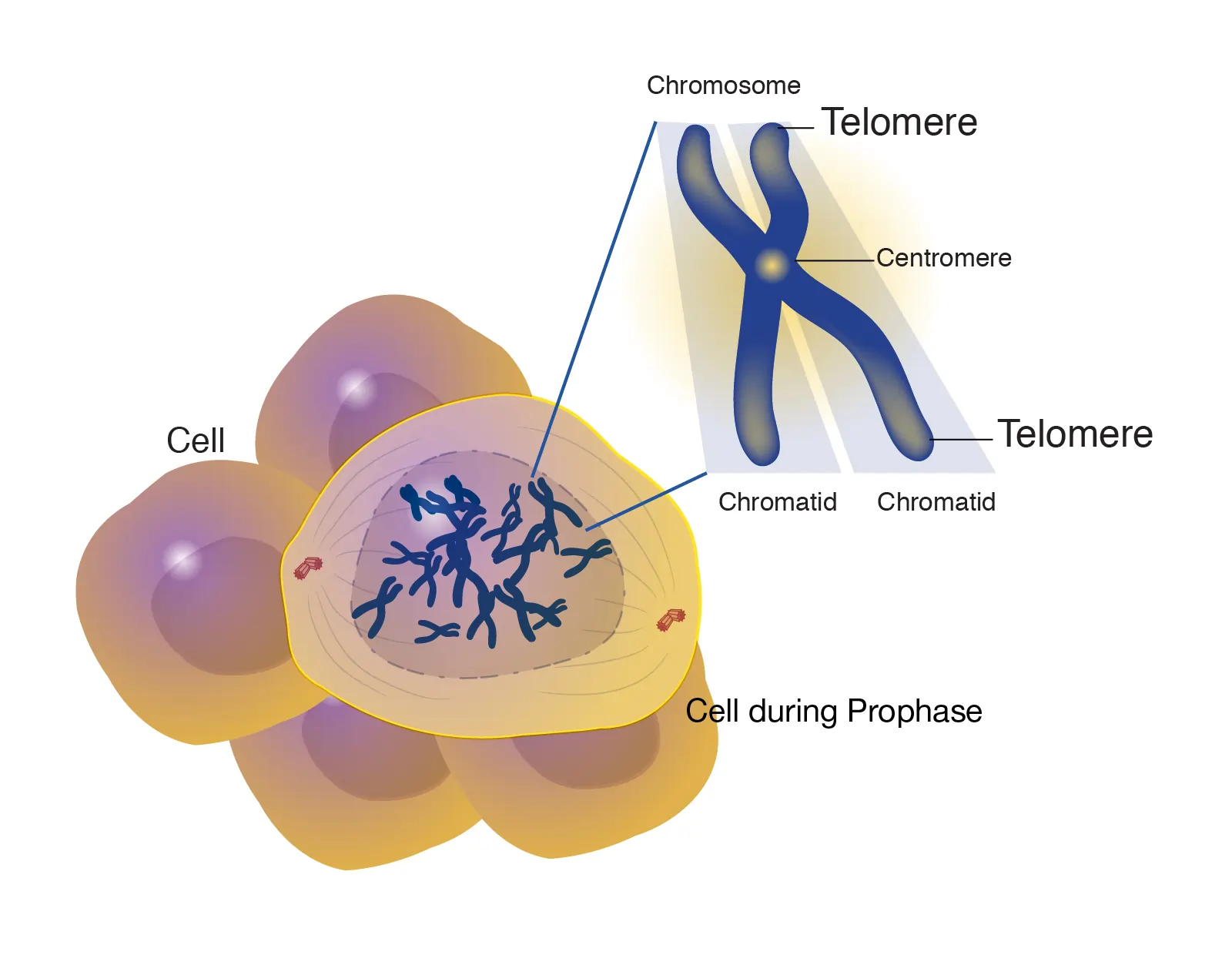 Chromosome structures during prophase.