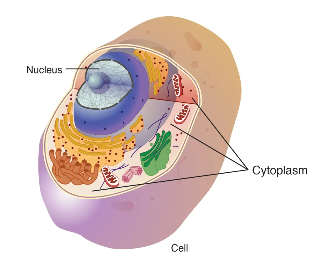 Cytoplasm and Nucleus Cytoplasm and Nucleus