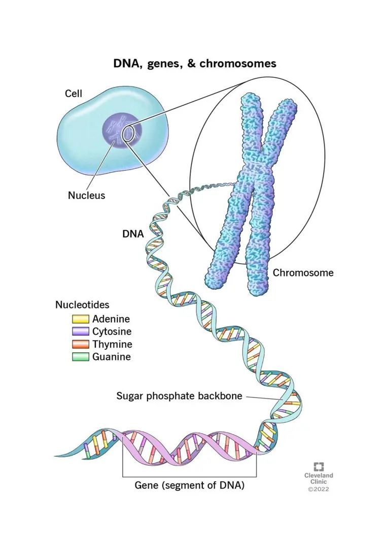DNA, Genes, and Chromosomes Structure. DNA, Genes, and Chromosomes Structure.