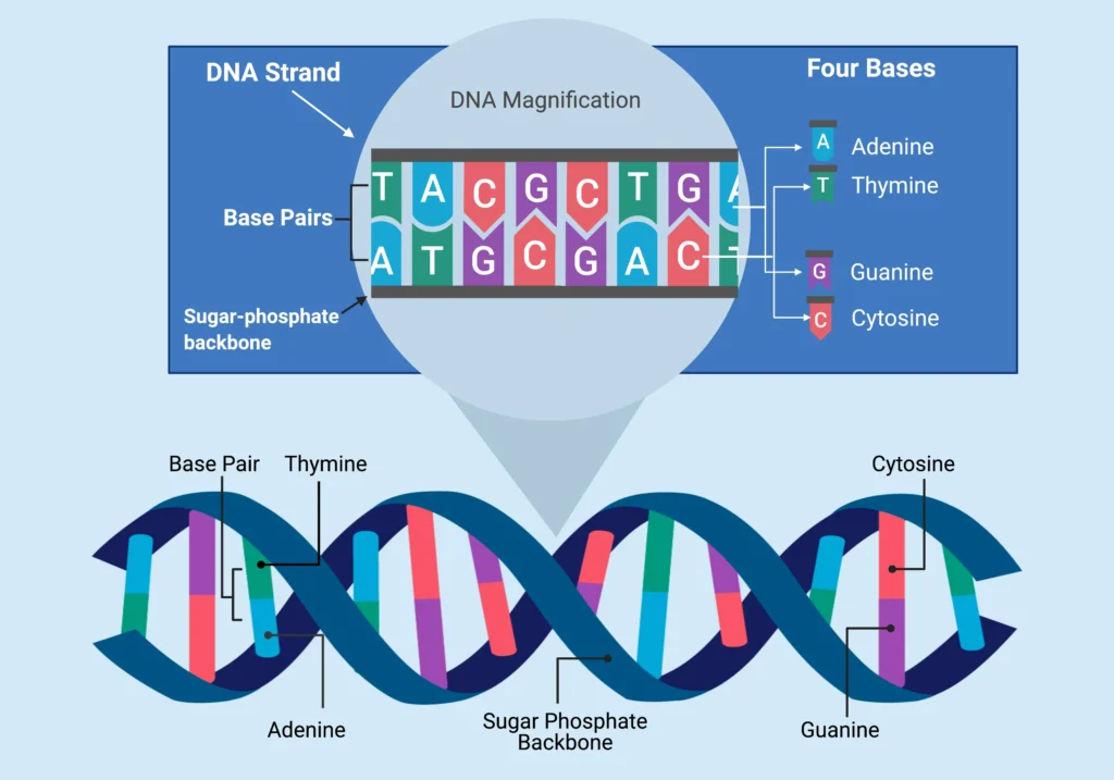 DNA Is composed of nucleotide bases. DNA Is composed of nucleotide bases