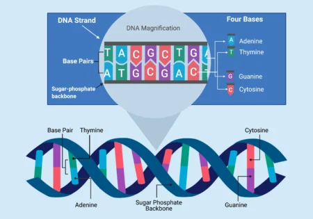 DNA Is composed of nucleotide bases