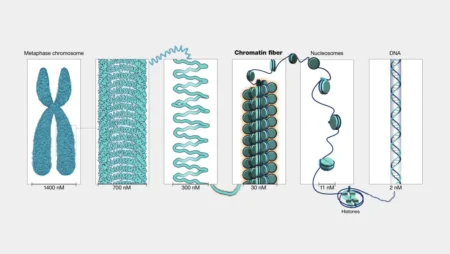DNA Packaging: How DNA Fits into the Nucleus of a Cell Graphical Representation of DNA Packaging