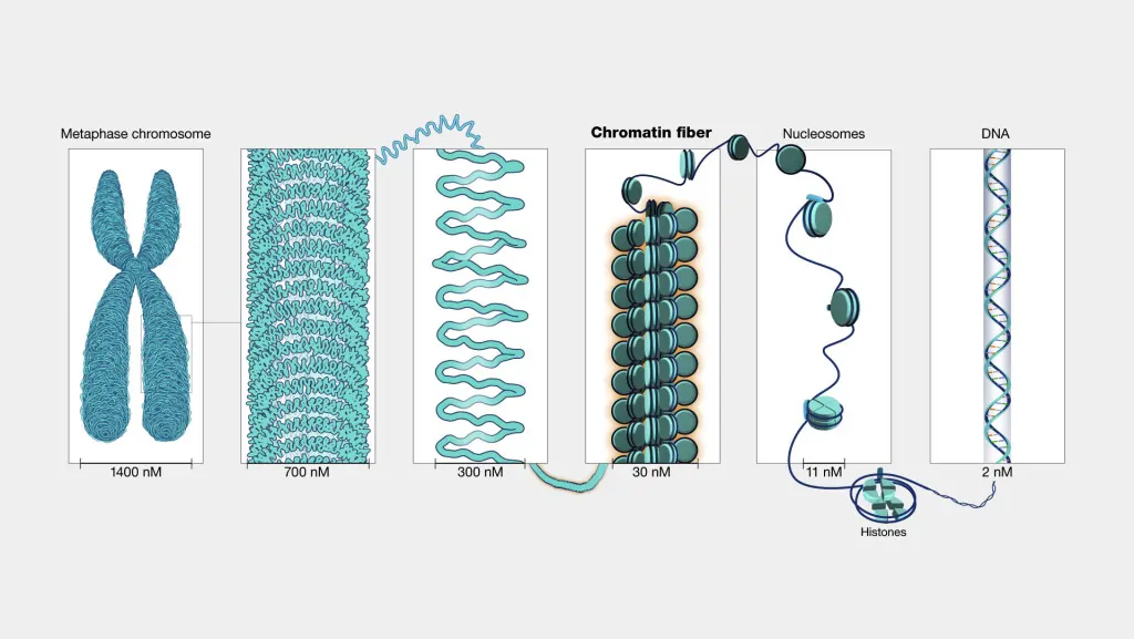 Graphical Representation of DNA Packaging. Graphical Representation of DNA Packaging