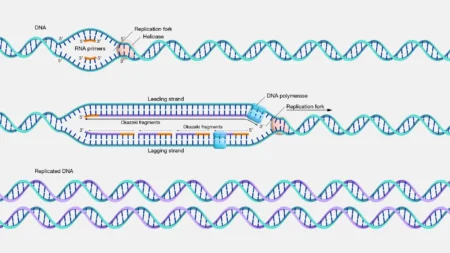 DNA Replication: Steps, Process, and Genetic Importance DNA replication