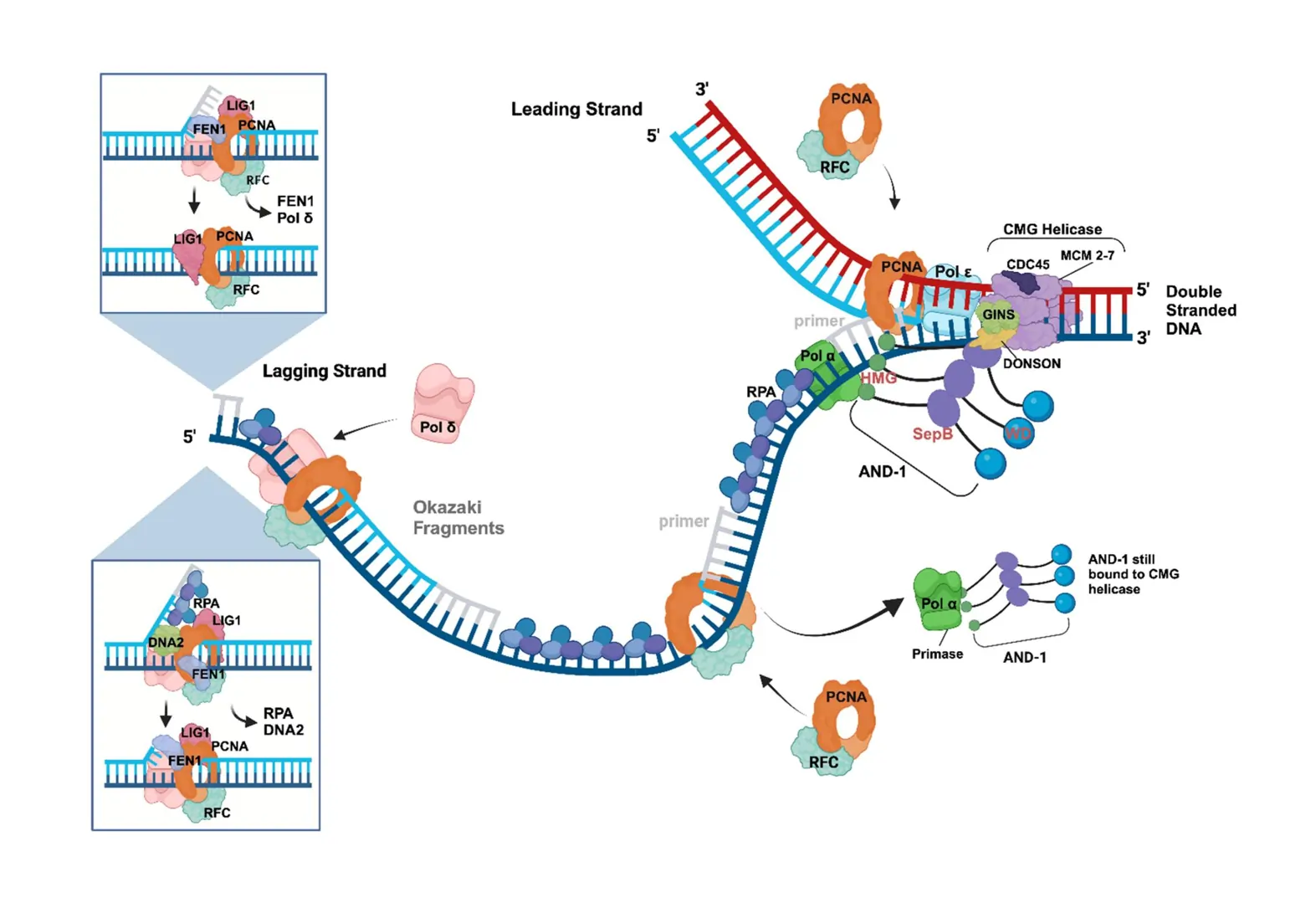 DNA Replication Process DNA Replication Process