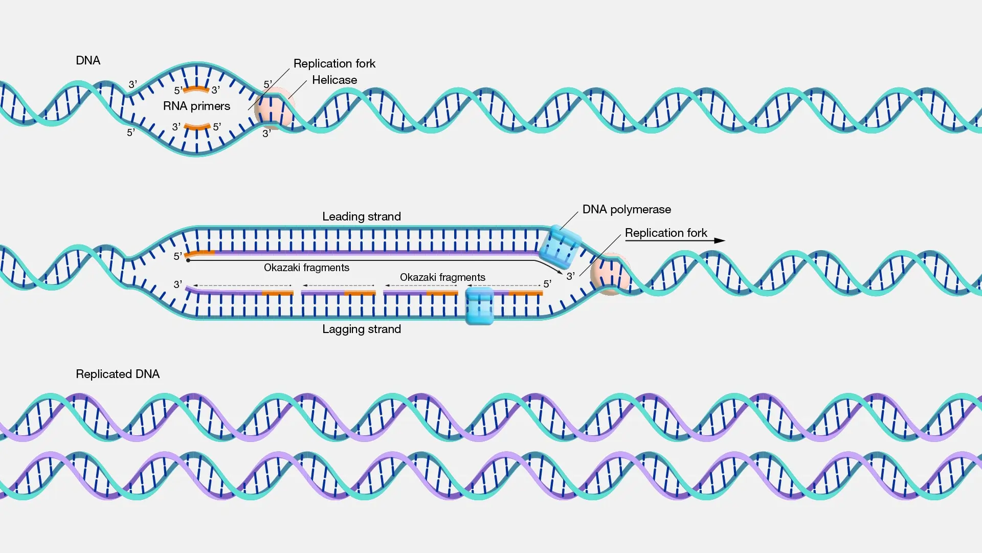 DNA replication DNA replication