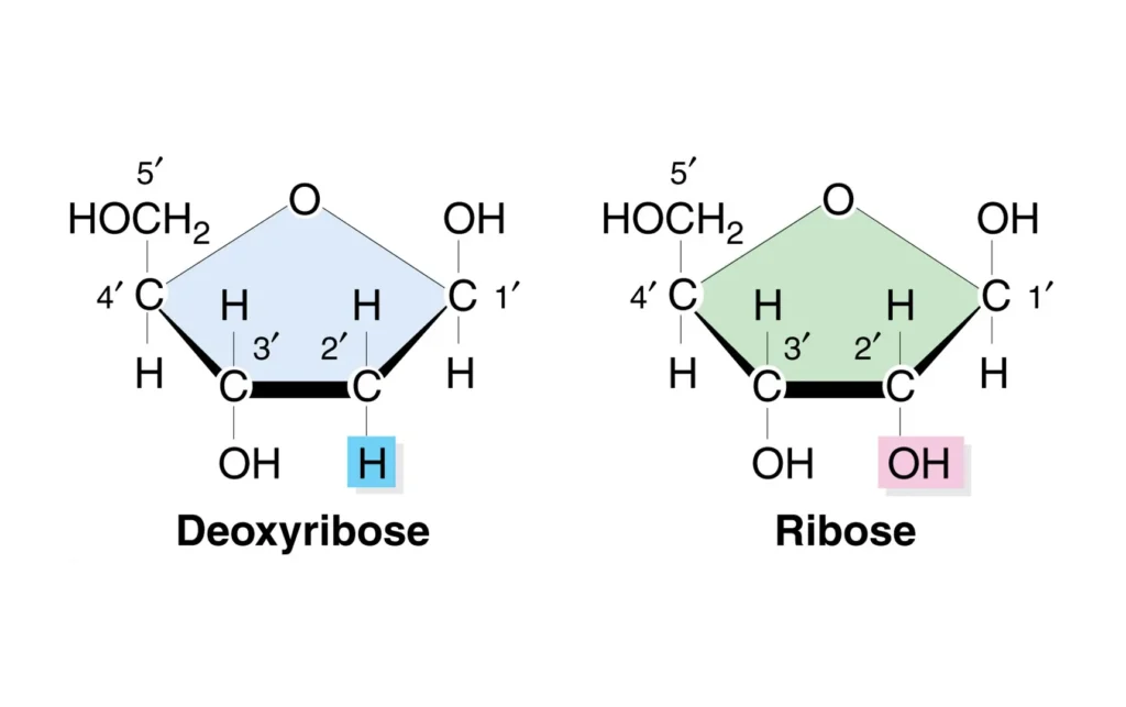 Deoxyribose and Ribose Deoxyribose and Ribose: Structure and Function in DNA and RNA