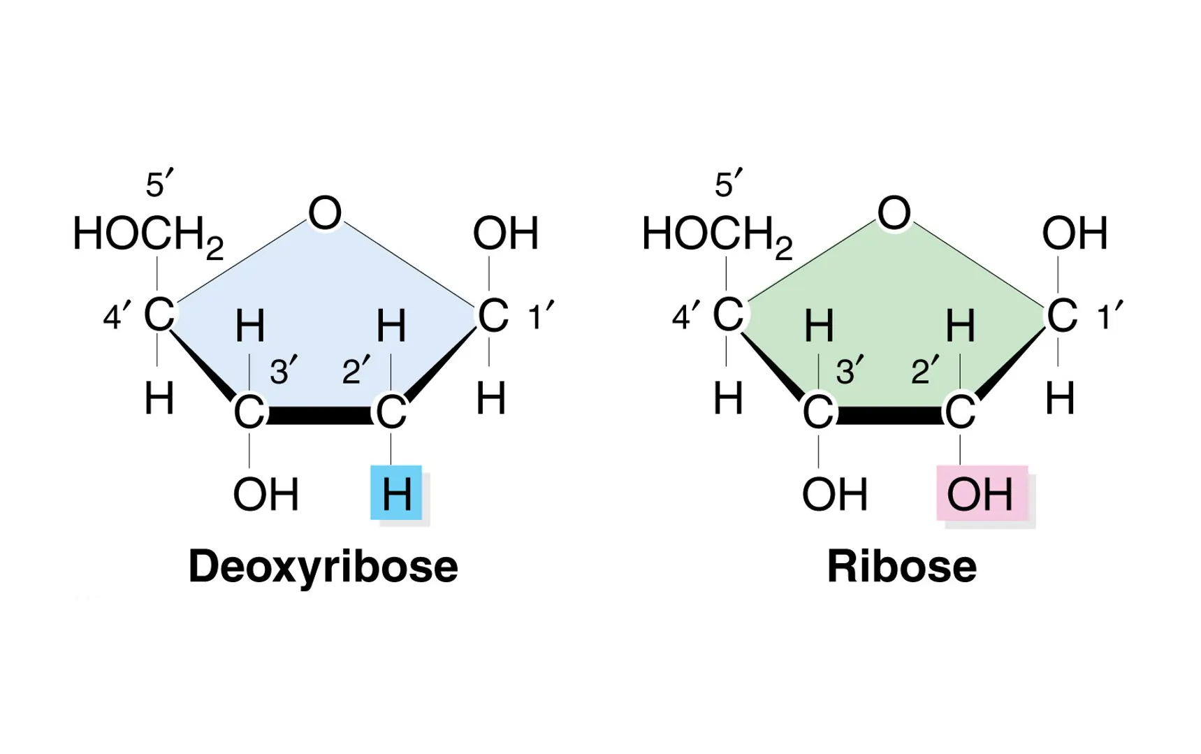 Deoxyribose and Ribose: Structure and Function in DNA and RNA