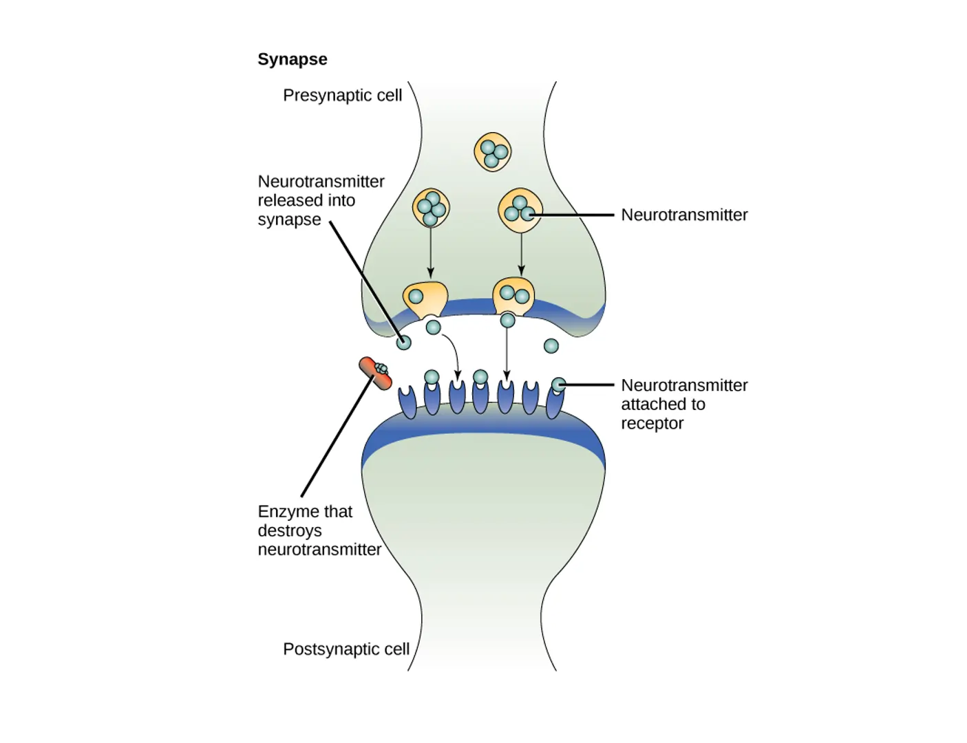 Synaptic Signaling: Mechanisms, Learning, and Neurological Disorders Synaptic Signaling: Mechanisms, Learning, and Neurological Disorders