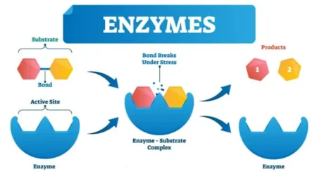 Enzymes: Definition, Structure, Classification, and Functions