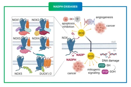 Family of NADPH Oxidases