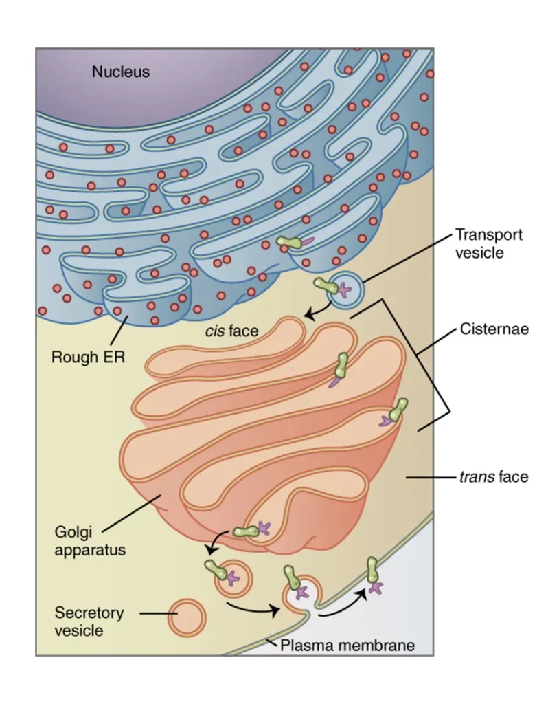 Golgi Apparatus