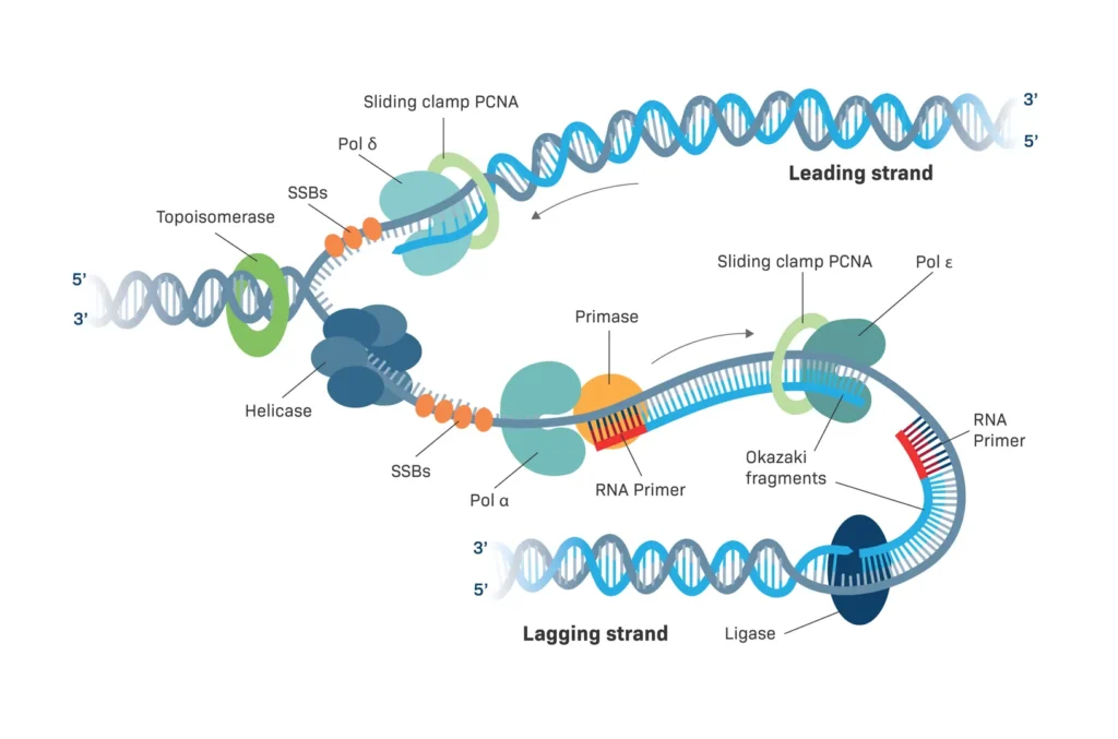 DNA Replication DNA Replication