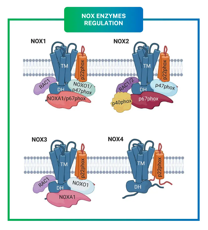 How NOX Enzymes Are Regulated