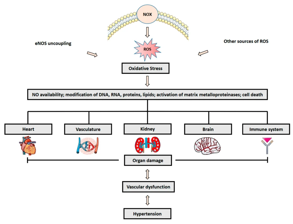 How Oxidative Stress Harms Human Health