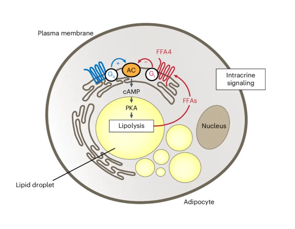 Intracrine Signaling