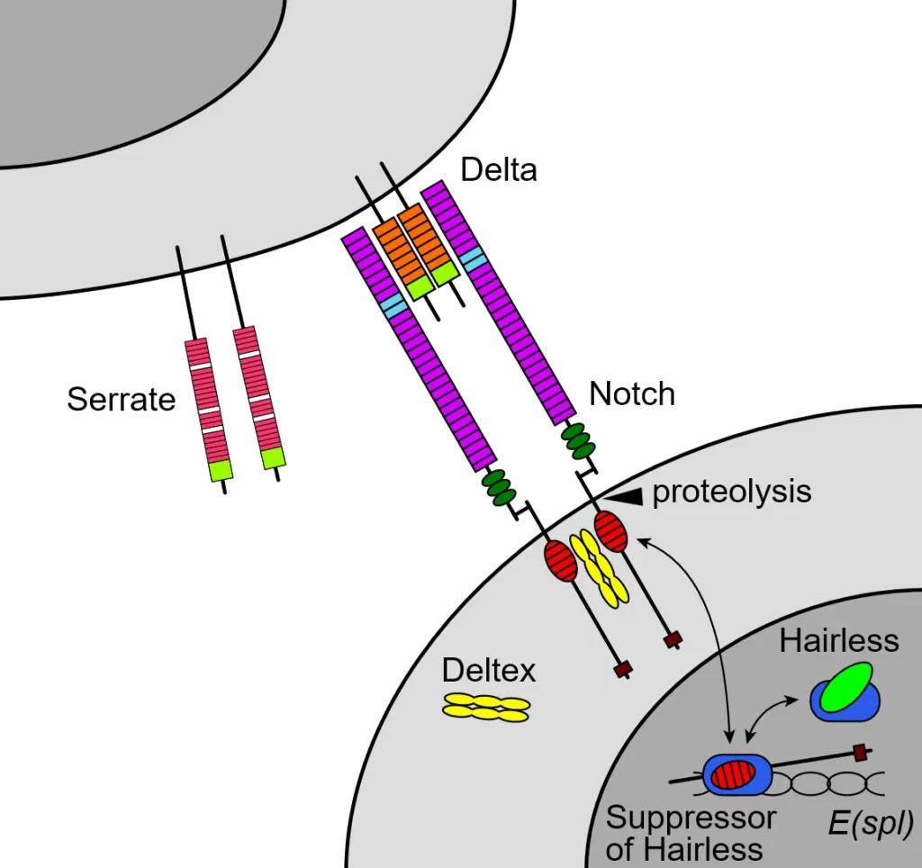 Juxtacrine Signaling