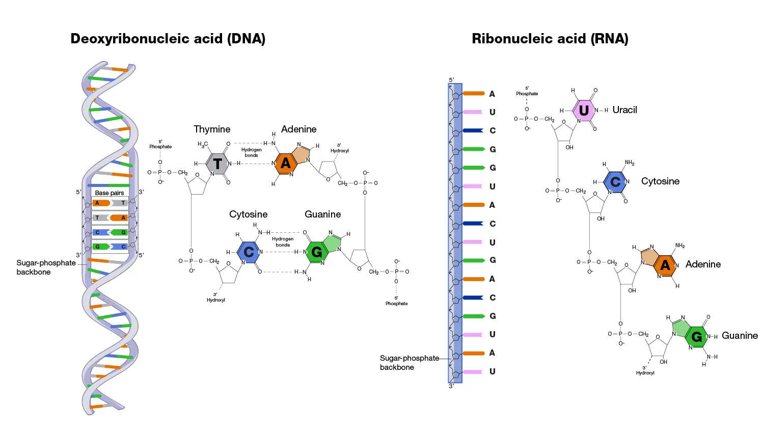 Key Differences Between RNA and DNA Key Differences Between RNA and DNA