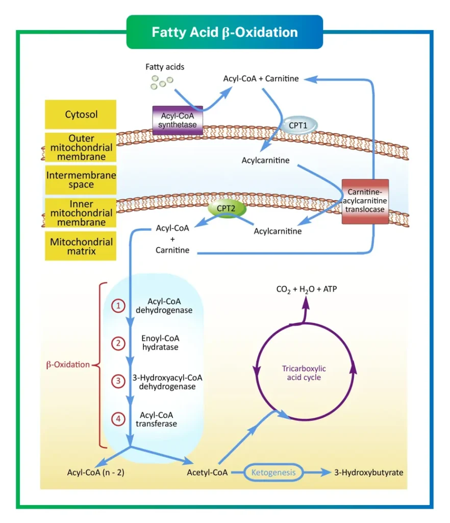 Beta Oxidation: Fatty Acid Metabolism, Energy Production, and Health