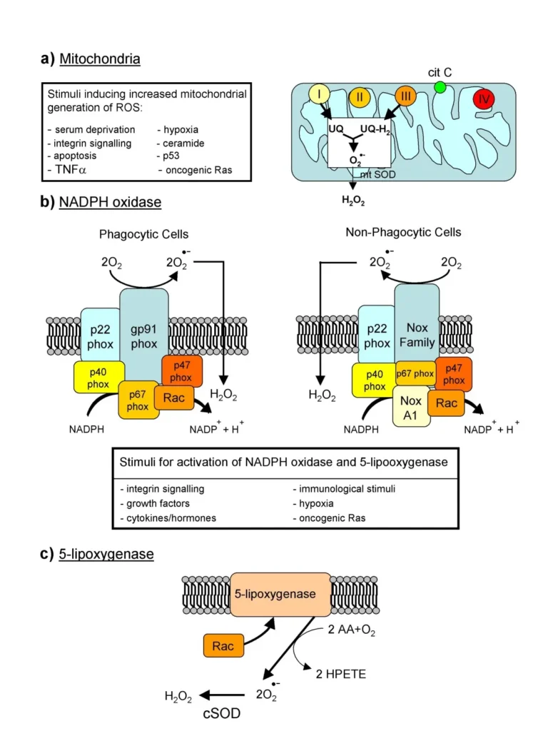Major cellular sources of Reactive Oxygen Species in living cells