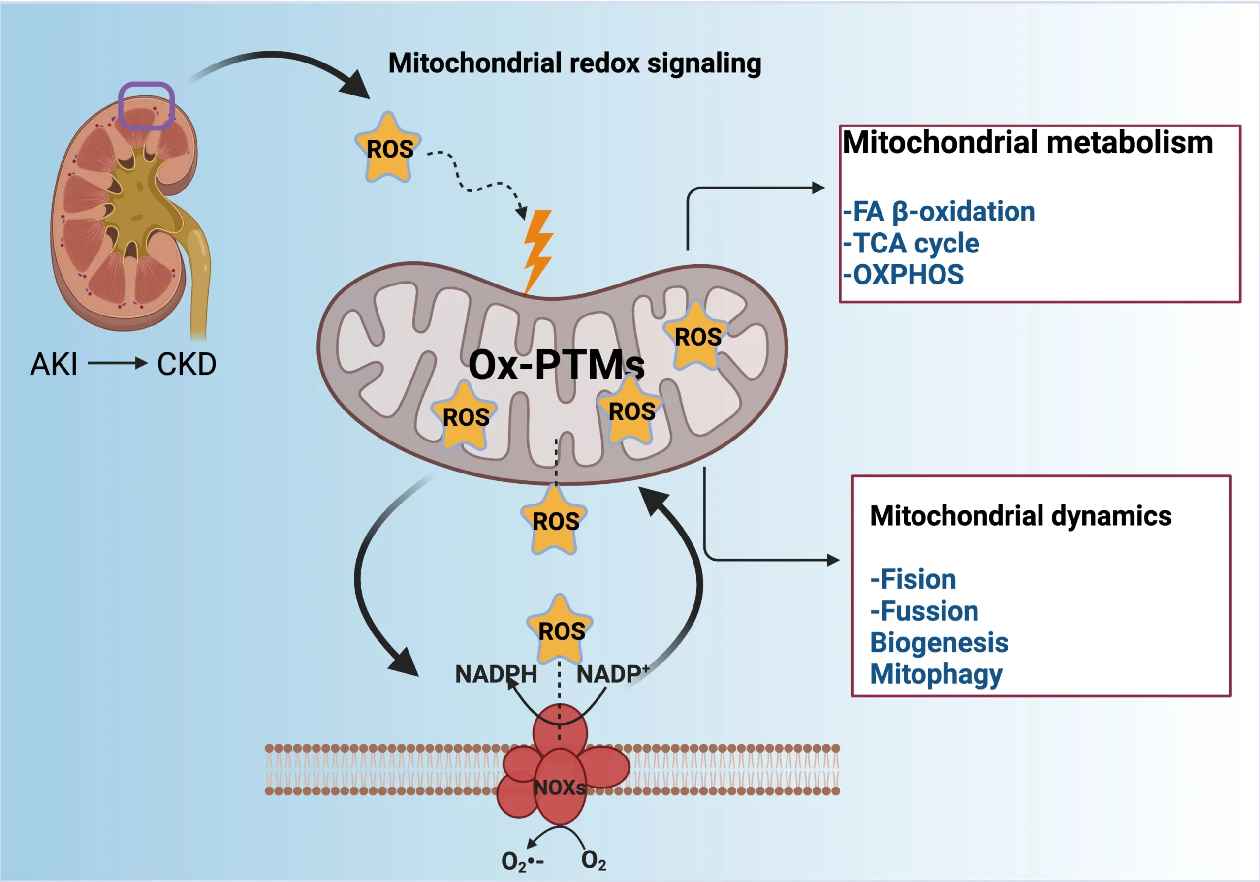 Mitochondrial Redox Signaling and Oxidative Stress in Kidney Diseases Mitochondrial Redox Signaling and Oxidative Stress in Kidney Diseases