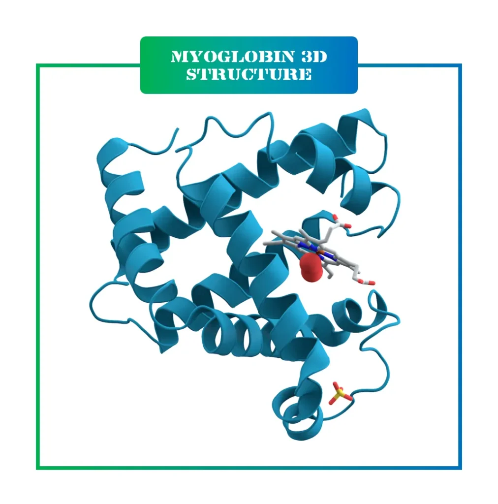 Myoglobin 3D structure Myoglobin 3D structure