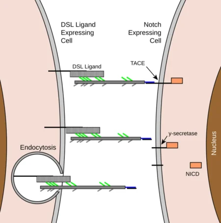 Juxtacrine Signaling: Mechanisms, Functions, and Biological Roles Notch signaling pathway diagram