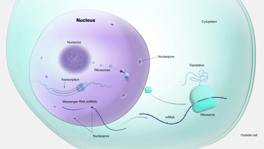 Interdependent Relationship Between Cytoplasm and Nucleus Interdependent Relationship Between Cytoplasm and Nucleus