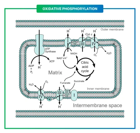 Oxidative Phosphorylation