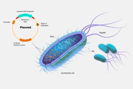 Plasmid