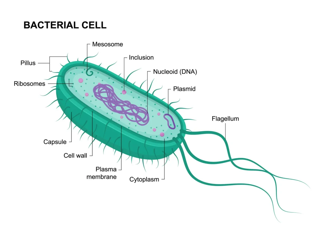 Plasmid in Bacterial Cell Plasmid in Bacterial Cell