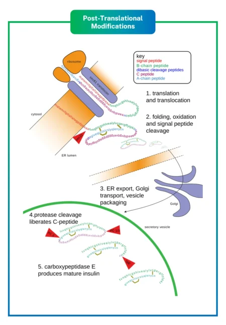 Post-Translational Modifications (PTMs)