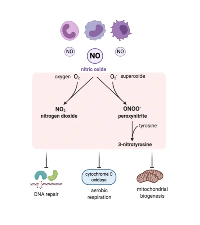 Reactive nitrogen species (RNS) (Redox Signaling)