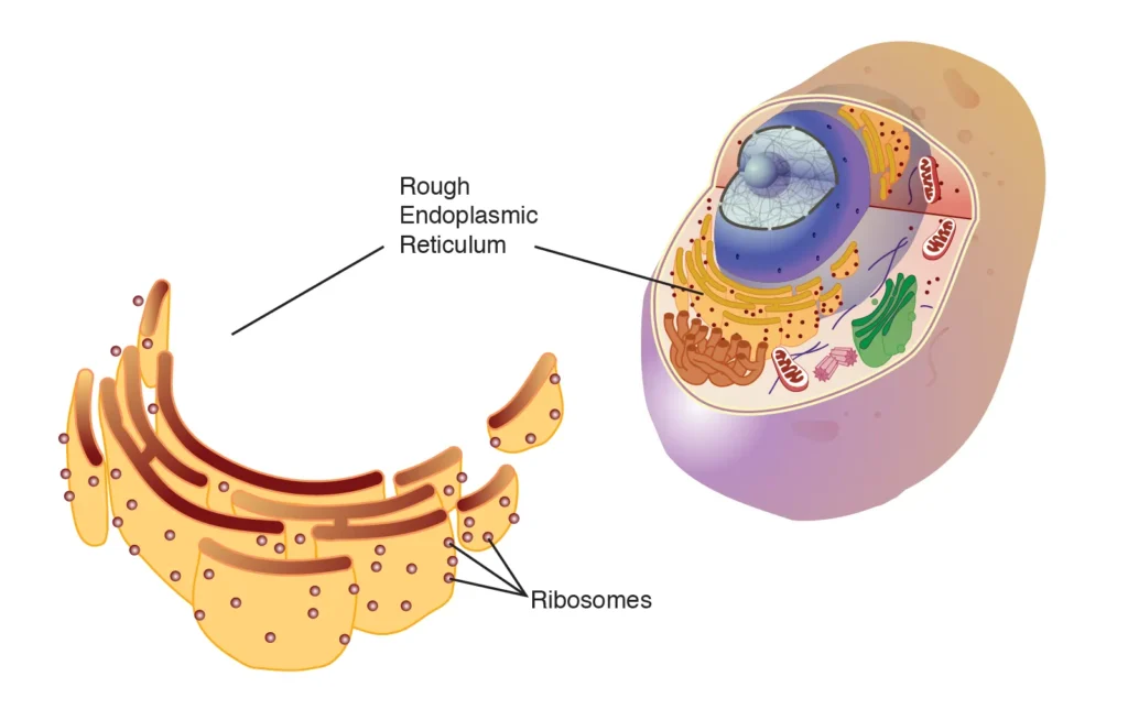 Rough Endoplasmic Reticulum (RER) Rough Endoplasmic Reticulum (RER)