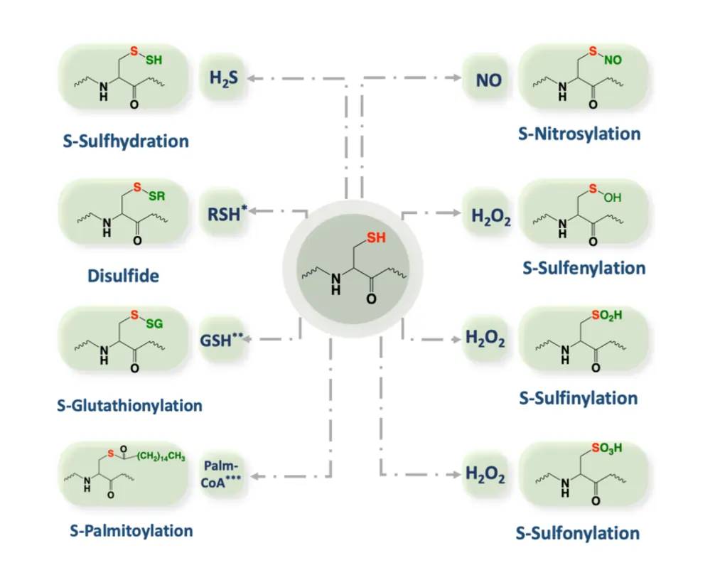 S-nitrosylated proteins