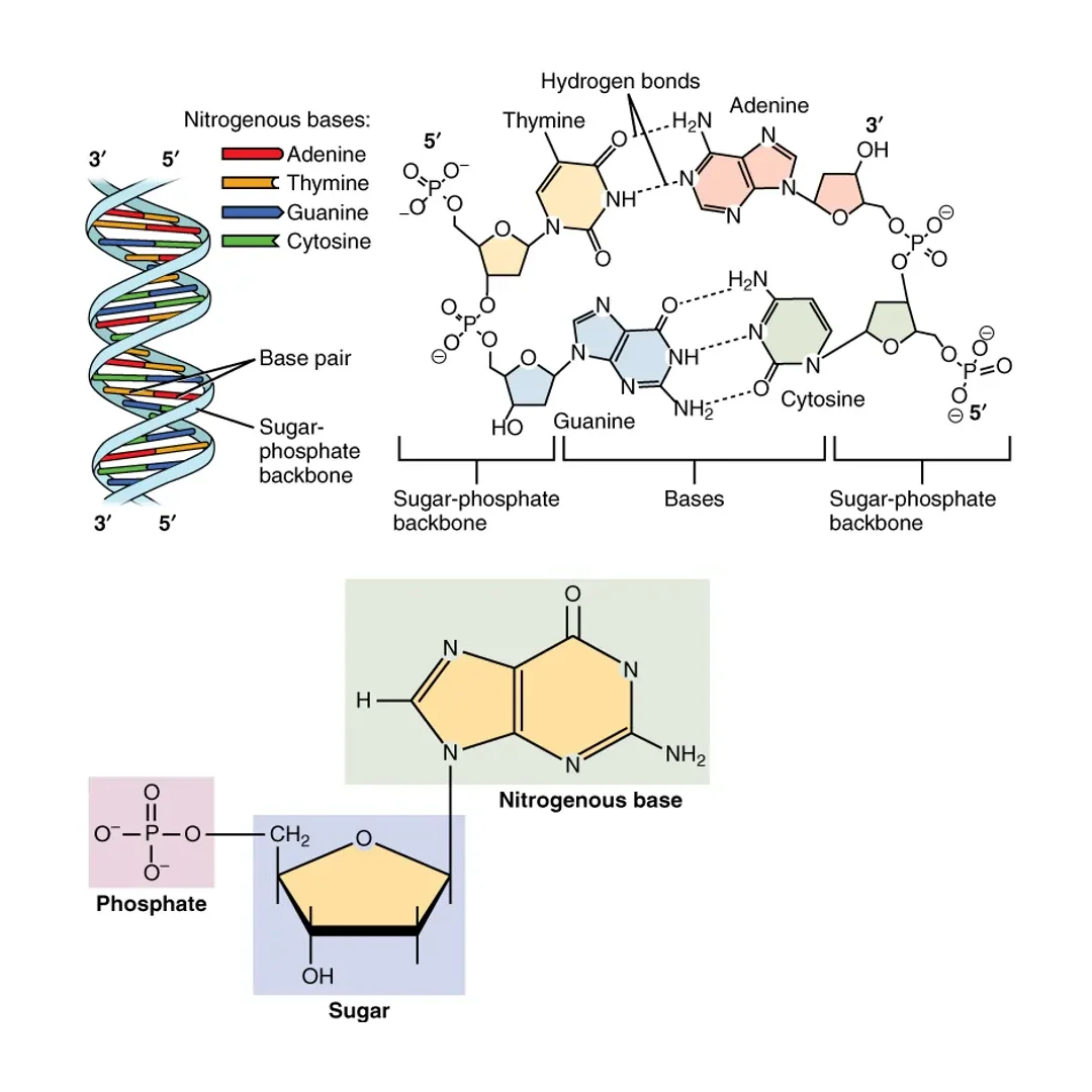 Showing the arrangement of nucleotides within the structure of nucleic acids. Showing the arrangement of nucleotides within the structure of nucleic acids