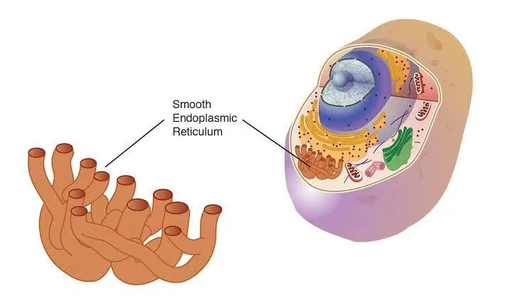 Smooth Endoplasmic Reticulum (SER) Smooth Endoplasmic Reticulum (SER)