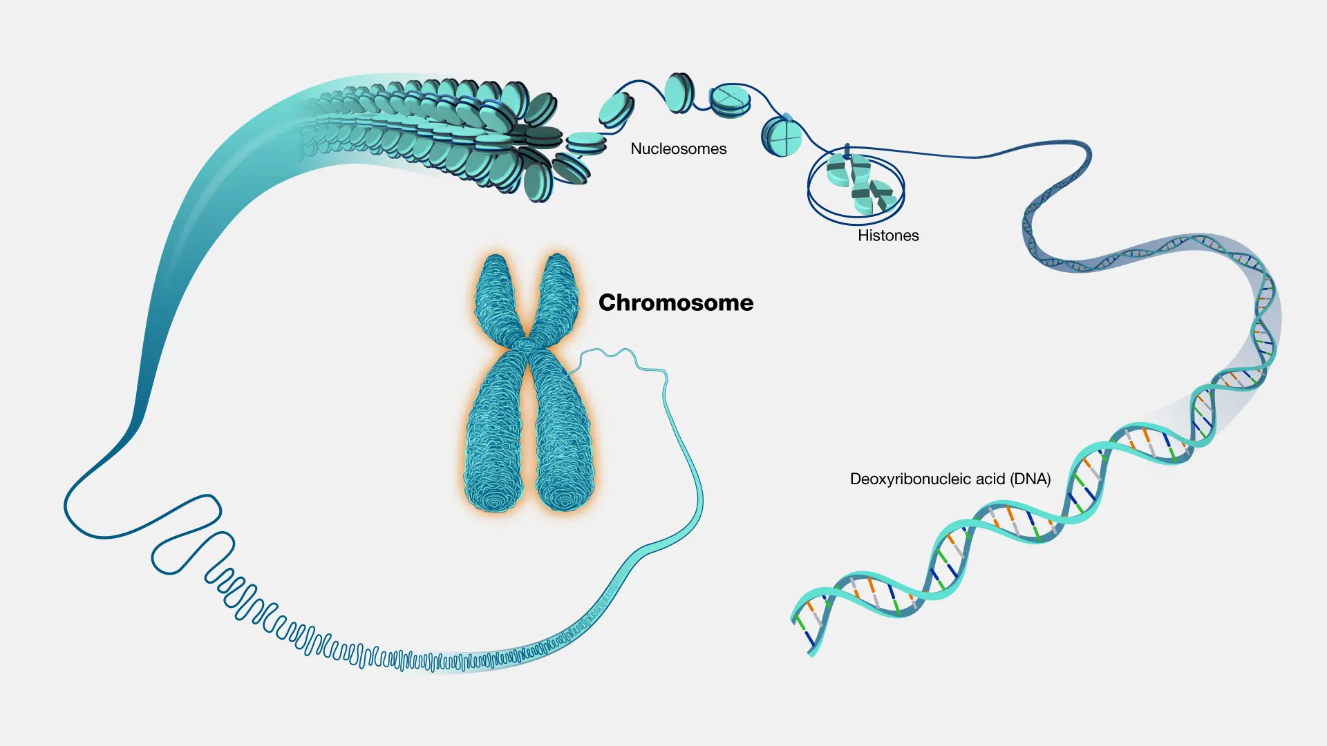 Structure of Chromosomes (X-Chromosomes)