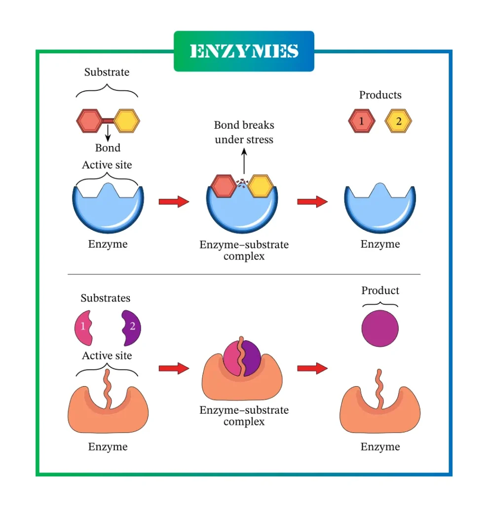 Structure of Enzymes Structure of Enzymes
