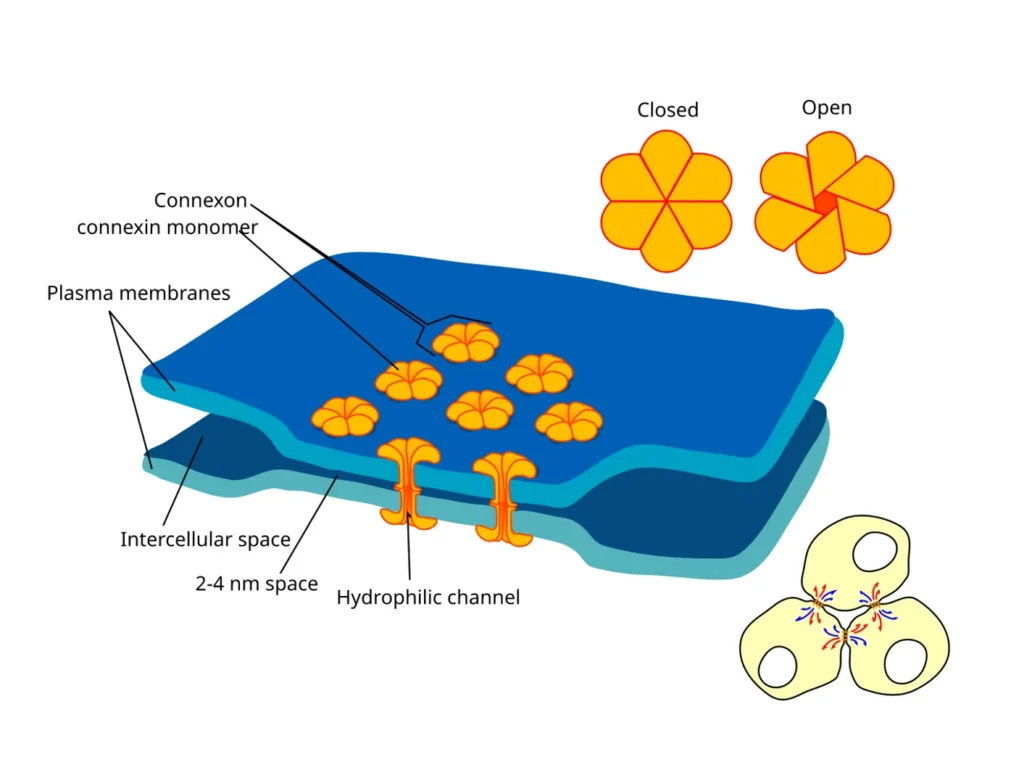 Structure of Gap Junctions (Contact-Dependent Signaling) Structure of Gap Junctions (Contact-Dependent Signaling)
