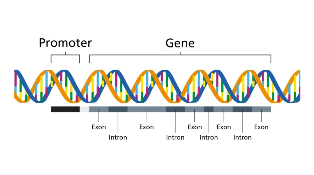Structure of Genes. Structure of Genes