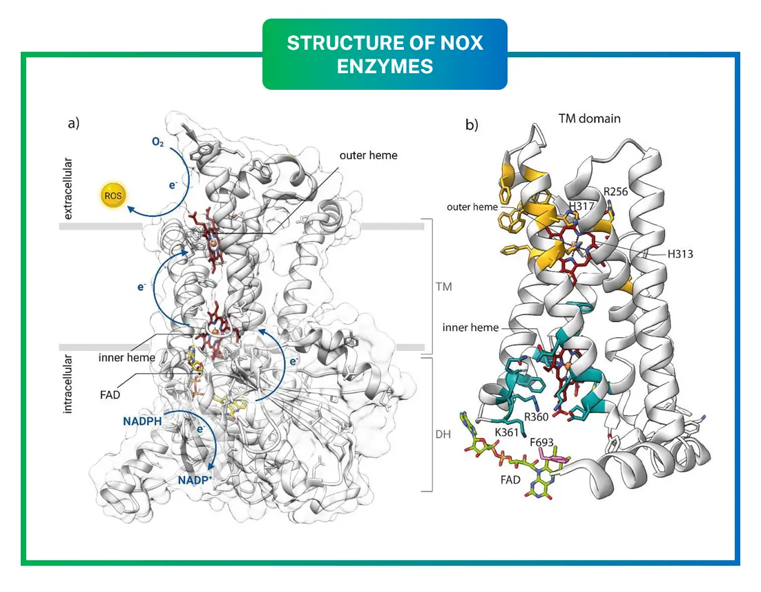 Structure of NOX Enzymes