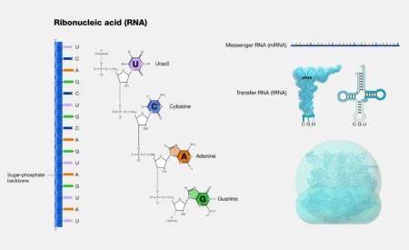 RNA: Definition, Structure, Types, Functions, and Its Role in Life Structure of RNA (Ribonucleic Acid)