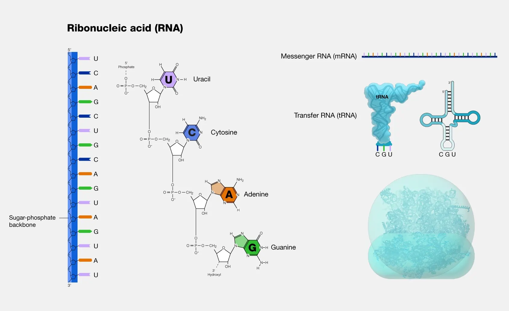 Structure of RNA (Ribonucleic Acid) Structure of RNA (Ribonucleic Acid)