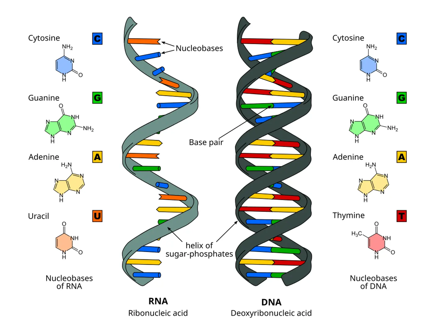 Structure of RNA and DNA Structure of RNA and DNA