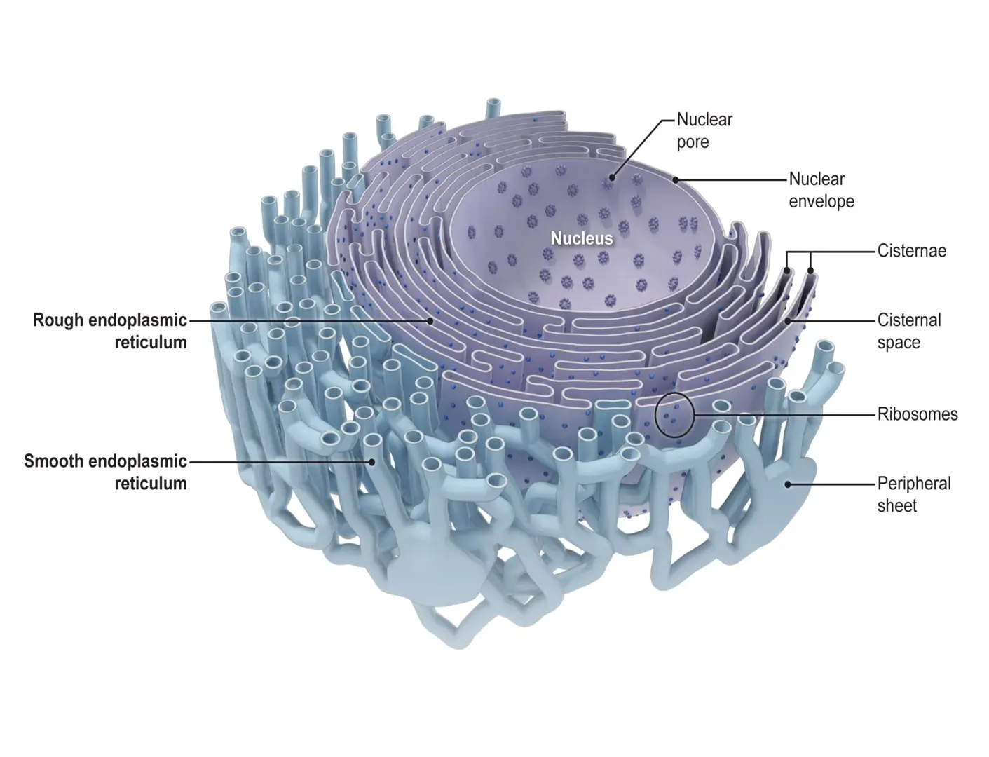 Structure of the Endoplasmic Reticulum Structure of the Endoplasmic Reticulum
